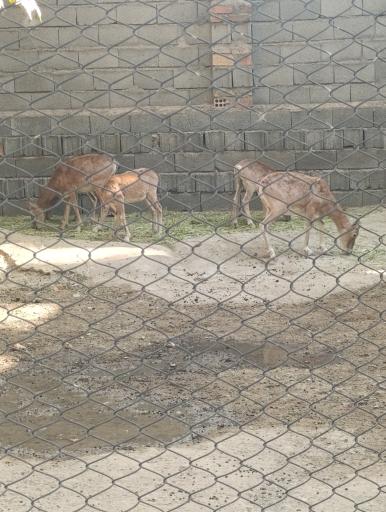 عکس باغ وحش ارم سبز