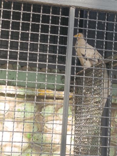 عکس باغ وحش ارم سبز