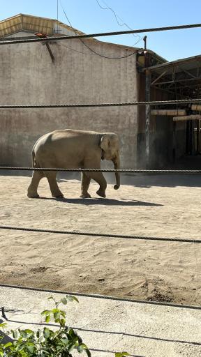 عکس باغ وحش ارم سبز