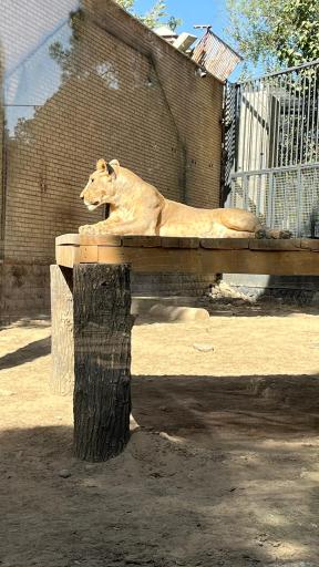 عکس باغ وحش ارم سبز