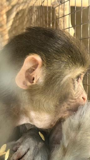 عکس باغ وحش ارم سبز