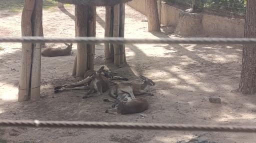 عکس باغ وحش ارم سبز