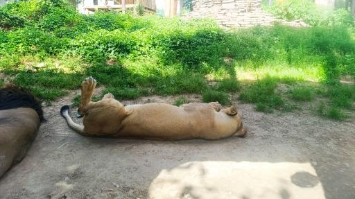 باغ وحش ارم سبز