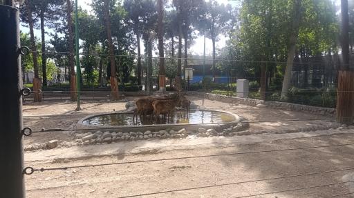 عکس باغ وحش ارم سبز