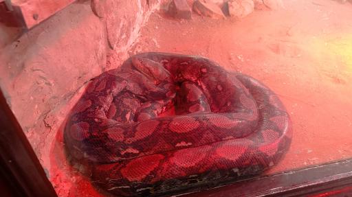 باغ وحش ارم سبز