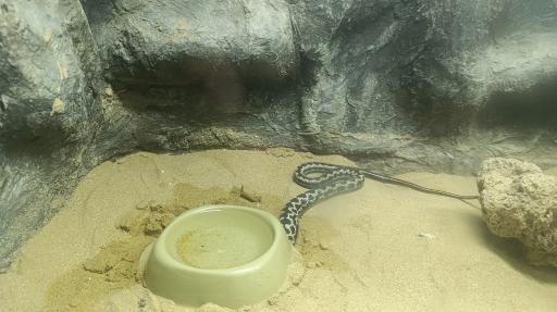 باغ وحش ارم سبز