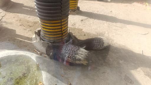 عکس باغ وحش ارم سبز