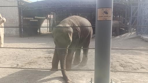 عکس باغ وحش ارم سبز