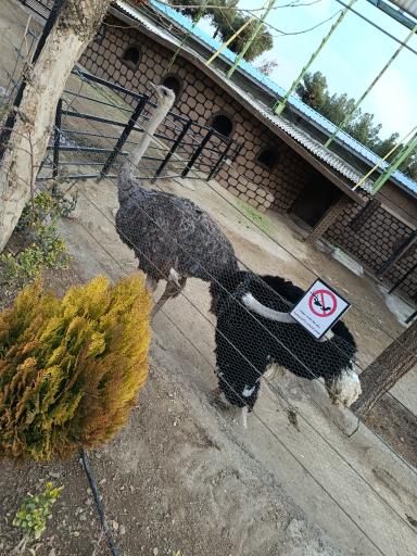 عکس باغ وحش ارم سبز