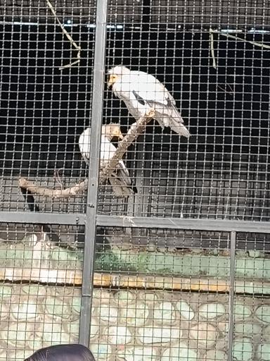 عکس باغ وحش ارم سبز