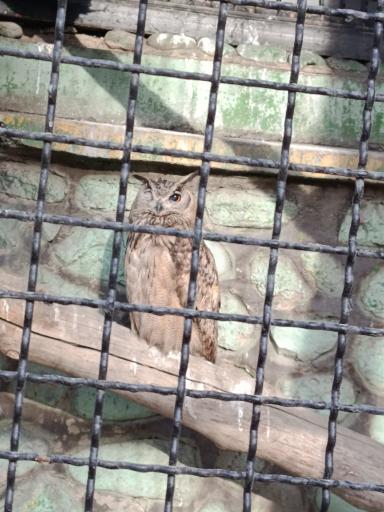 عکس باغ وحش ارم سبز