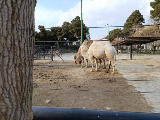 عکس باغ وحش ارم سبز