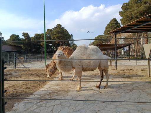 عکس باغ وحش ارم سبز