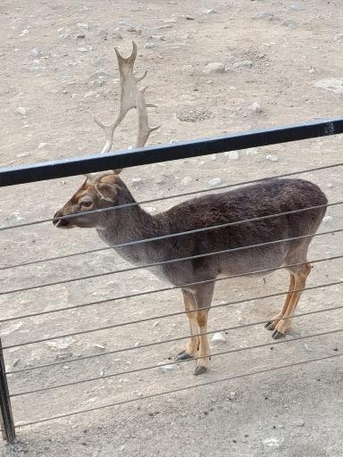 عکس باغ وحش ارم سبز