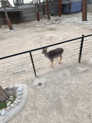 عکس باغ وحش ارم سبز