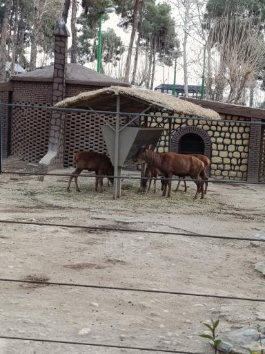 عکس باغ وحش ارم سبز