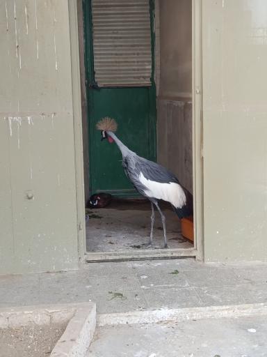 عکس باغ وحش ارم سبز