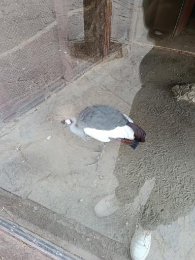 عکس باغ وحش ارم سبز