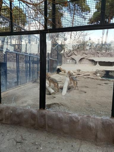 عکس باغ وحش ارم سبز