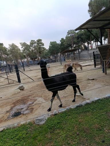 عکس باغ وحش ارم سبز