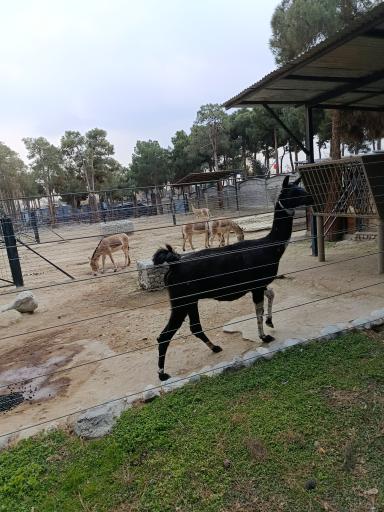 عکس باغ وحش ارم سبز