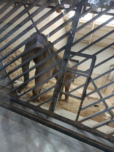 عکس باغ وحش ارم سبز