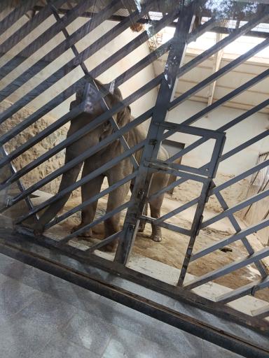 عکس باغ وحش ارم سبز