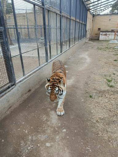 عکس باغ وحش ارم سبز