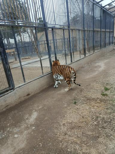 عکس باغ وحش ارم سبز