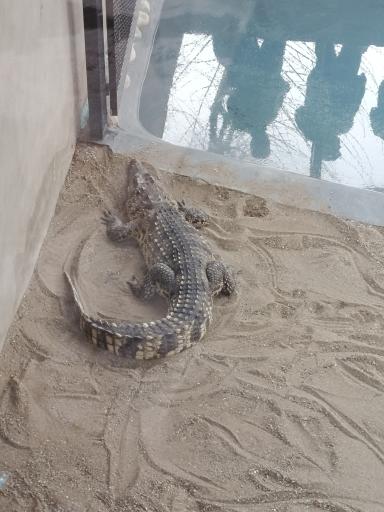 عکس باغ وحش ارم سبز