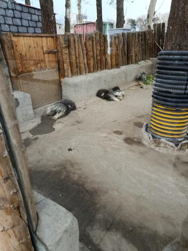 عکس باغ وحش ارم سبز