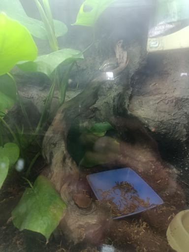 عکس باغ وحش ارم سبز