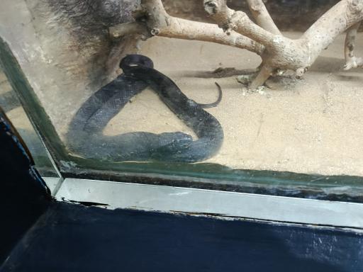 عکس باغ وحش ارم سبز