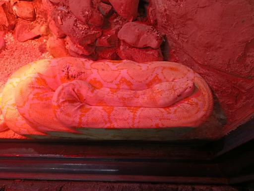 عکس باغ وحش ارم سبز