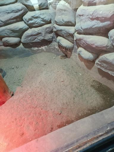 عکس باغ وحش ارم سبز