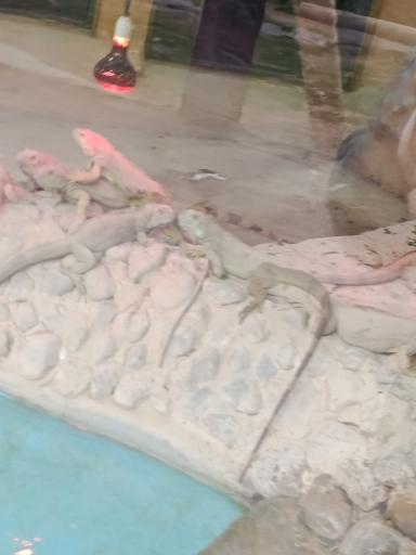 عکس باغ وحش ارم سبز