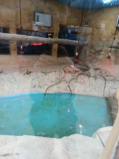 عکس باغ وحش ارم سبز