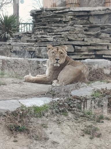 عکس باغ وحش ارم سبز