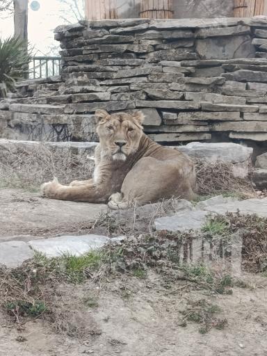 عکس باغ وحش ارم سبز