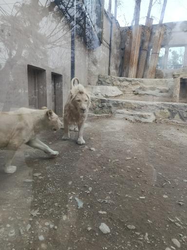 عکس باغ وحش ارم سبز