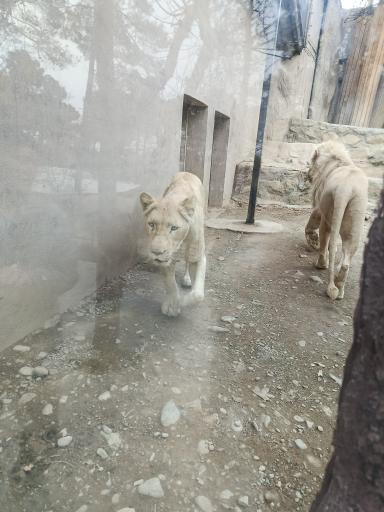 عکس باغ وحش ارم سبز