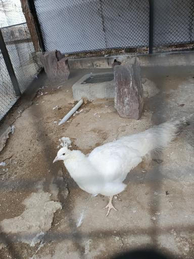 عکس باغ وحش ارم سبز