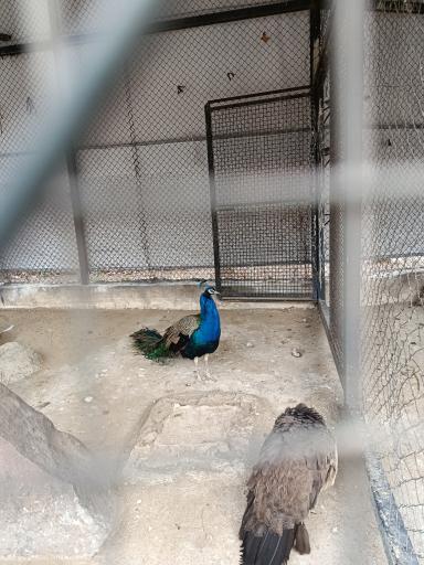 عکس باغ وحش ارم سبز