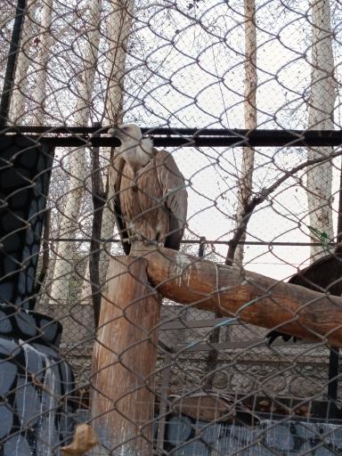 عکس باغ وحش ارم سبز