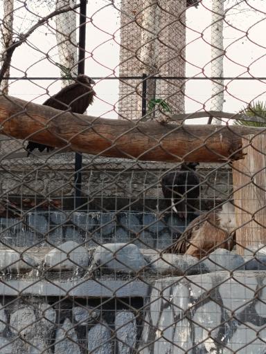 عکس باغ وحش ارم سبز