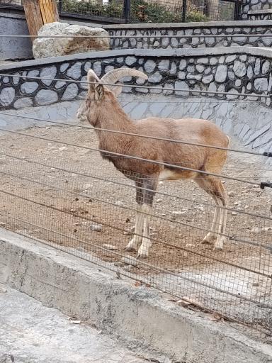 عکس باغ وحش ارم سبز