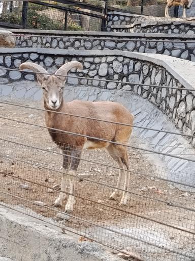 عکس باغ وحش ارم سبز