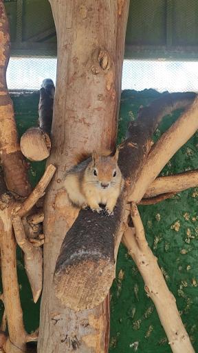 عکس باغ وحش ارم سبز