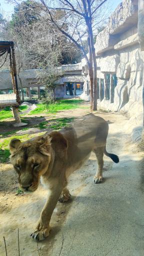 عکس باغ وحش ارم سبز