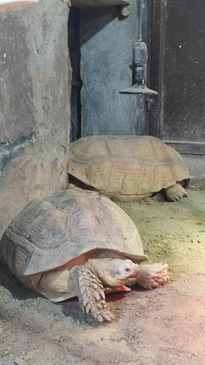 عکس باغ وحش ارم سبز